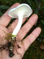 Hygrophorus piceae