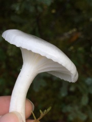 Hygrophorus piceae