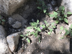 Solanum stoloniferum