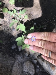 Solanum stoloniferum