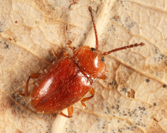 Danae testacea