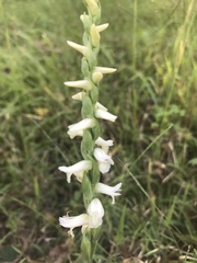 Spiranthes magnicamporum