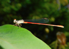 Telebasis digiticollis