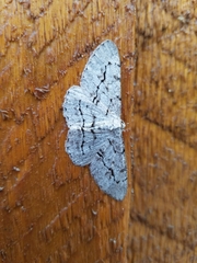 Stenoporpia pulmonaria