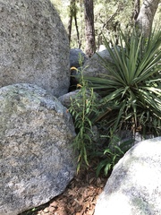 Yucca schottii