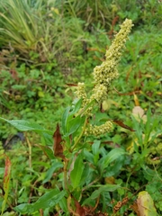 Rumex transitorius