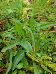 Rumex transitorius