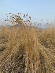 Agropyron