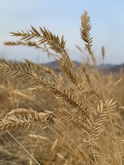 Agropyron