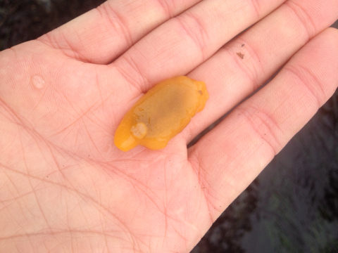 Nudibranchia