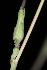 Acyrthosiphon lactucae