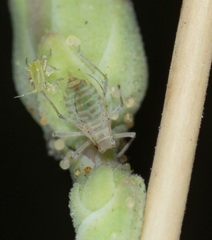 Acyrthosiphon lactucae