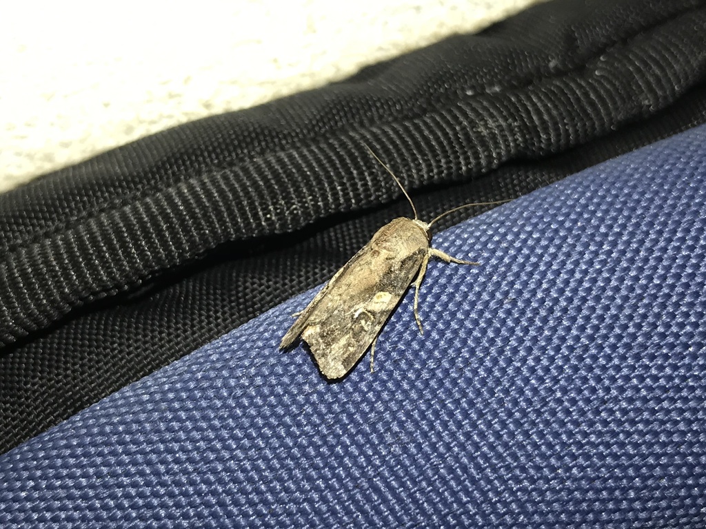 Fall Armyworm Moth from Contry La Silla 6o Sector, 67173 Guadalupe, N.L ...