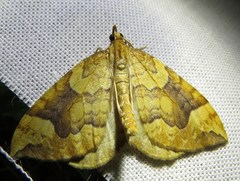 Eulithis populata