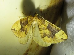 Eulithis populata