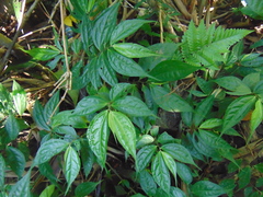 Elatostema