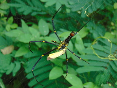 Nephila pilipes