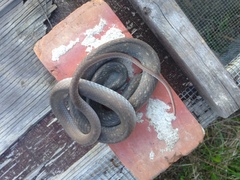 Coluber constrictor etheridgei
