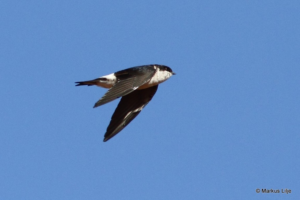 House Martins