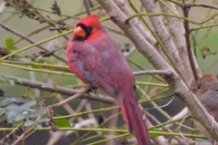 Cardinalis