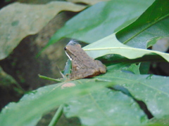 Chalcorana chalconota