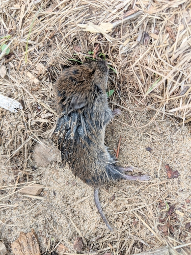 Creeping Vole