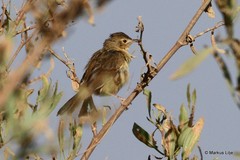 Cisticola brachypterus