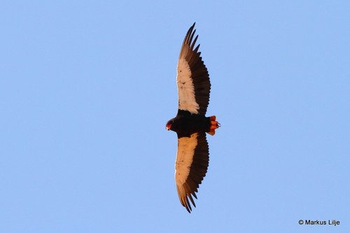 Bateleur