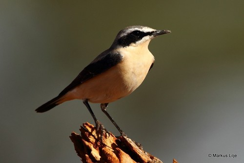 Northern Wheatear