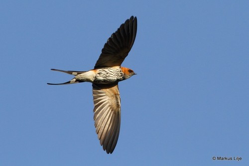 Lesser Striped Swallow
