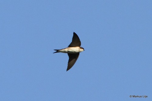 Gray-rumped Swallow