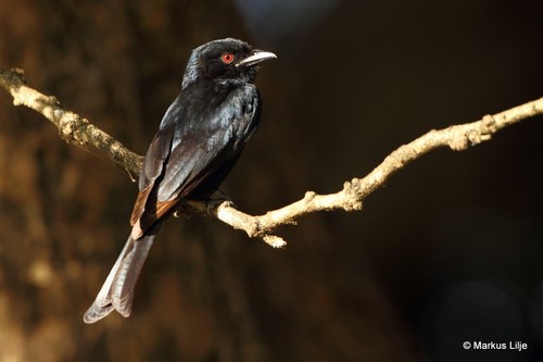 Fork-tailed Drongo