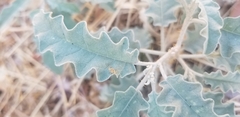Thomisidae