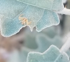 Thomisidae