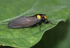 Huechys fusca