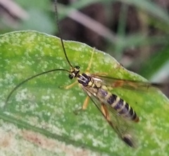 Echthromorpha