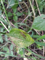Echthromorpha