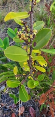 Erythroxylum campestre