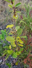 Erythroxylum campestre