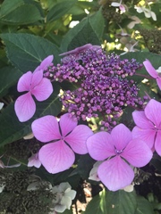 Hydrangea macrophylla normalis
