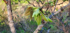 Hymenaea stigonocarpa