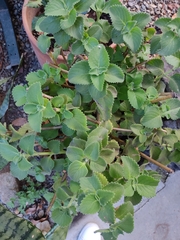 Magnoliopsida