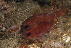 Vincentia novaehollandiae