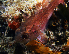 Vincentia novaehollandiae
