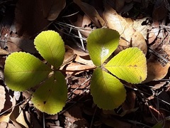 Caryocar brasiliense