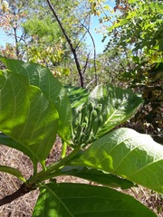 Tocoyena formosa