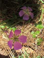 Geranium potentillifolium