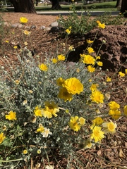 Baileya multiradiata
