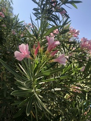 Nerium oleander