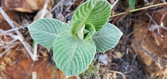 Sabicea brasiliensis